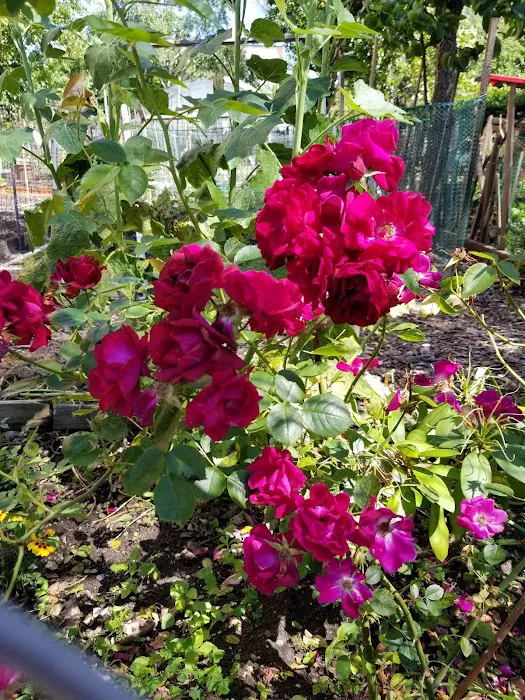 Garden of Happiness Picture 1