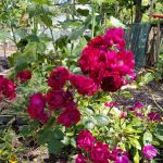 Garden of Happiness