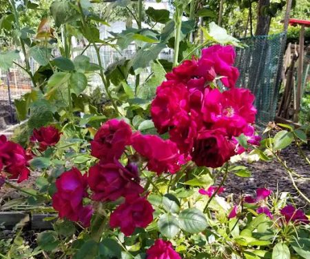 Garden of Happiness