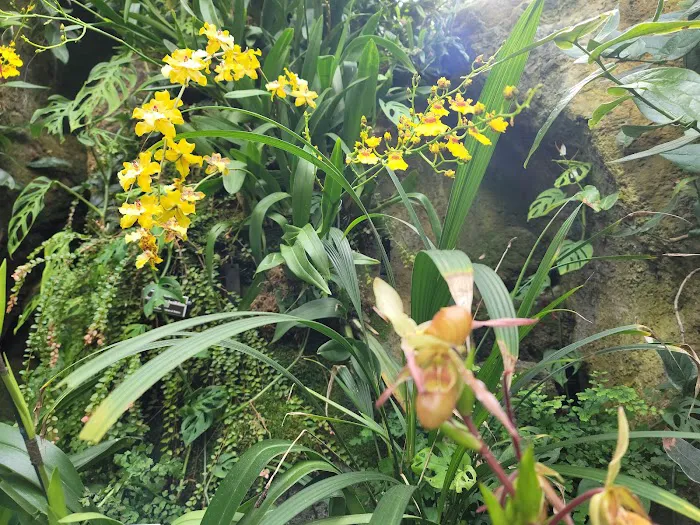 Enid A. Haupt Conservatory, NYBG Picture 6