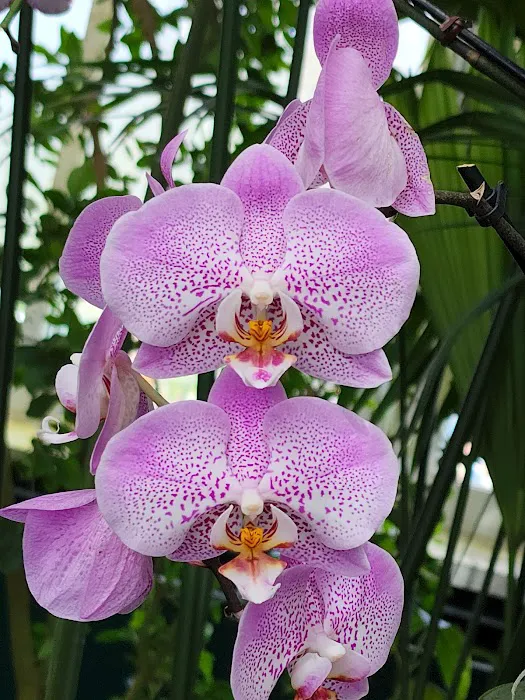 Enid A. Haupt Conservatory, NYBG Picture 3