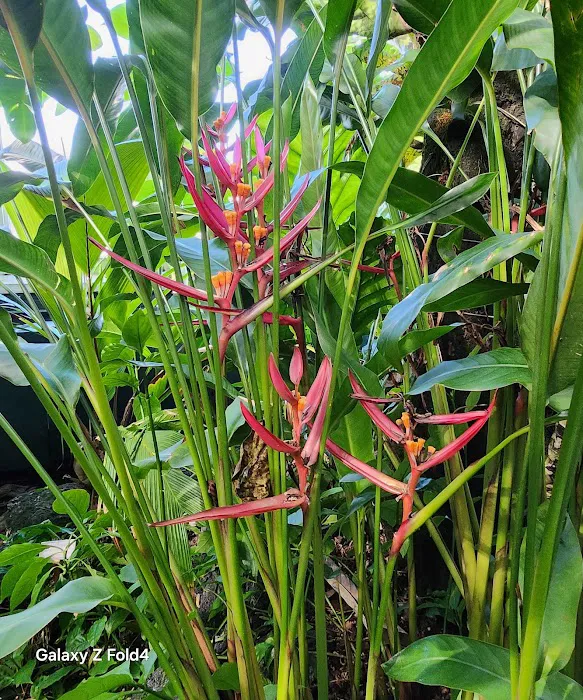 Enid A. Haupt Conservatory, NYBG Picture 10