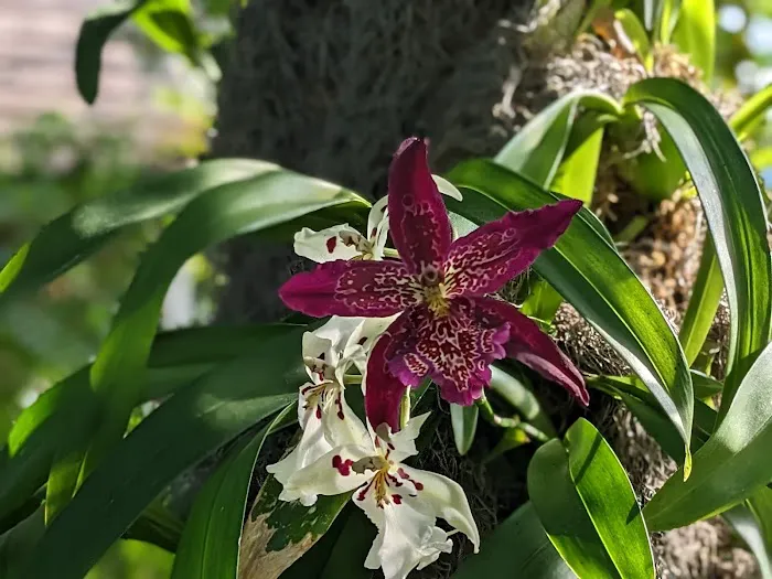 Enid A. Haupt Conservatory, NYBG Picture 1