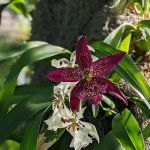 Enid A. Haupt Conservatory, NYBG