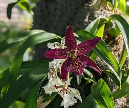 Enid A. Haupt Conservatory, NYBG