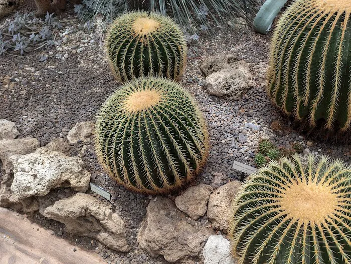Enid A. Haupt Conservatory, NYBG Picture 7