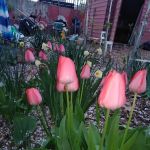 Krystal Garden Group