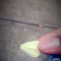 Daly Avenue Garden ico