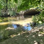 Bronx River Trail