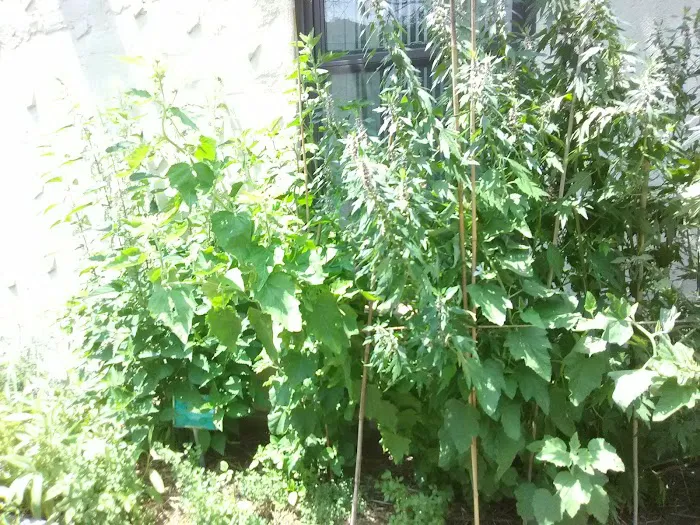 Kelly Street Garden Picture 5