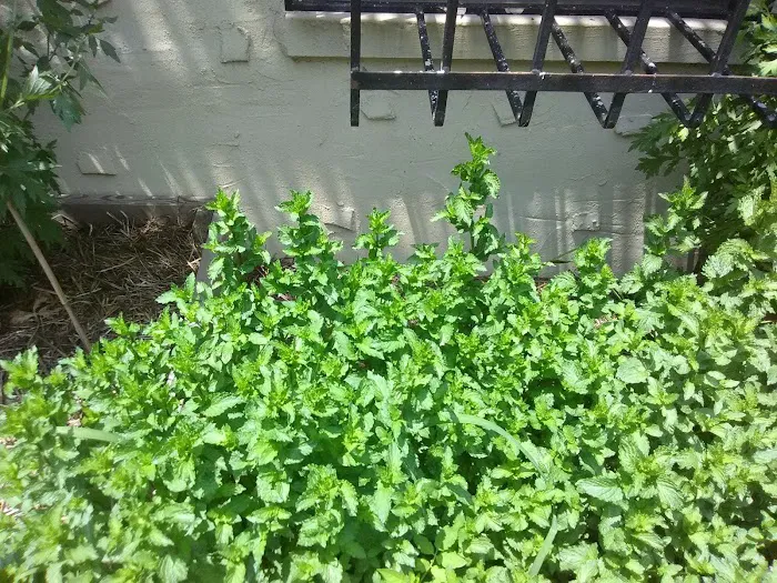 Kelly Street Garden Picture 10