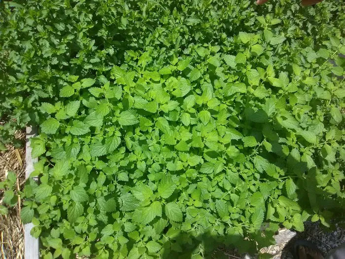 Kelly Street Garden Picture 7