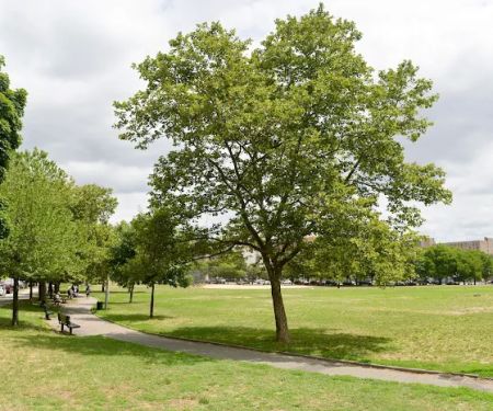 Bill Rainey Park