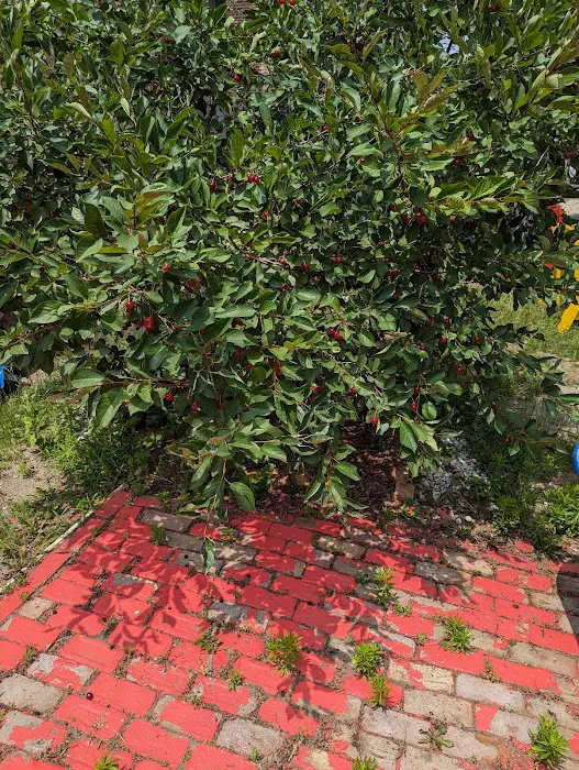 Bronx Sunshine Garden Picture 6