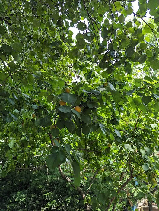 Bronx Sunshine Garden Picture 3