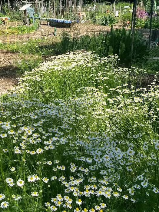 Ward Acres Community Garden Picture 2