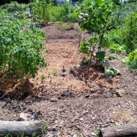 Ward Acres Community Garden ico