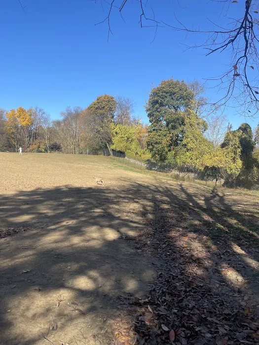 Dog park Picture 6