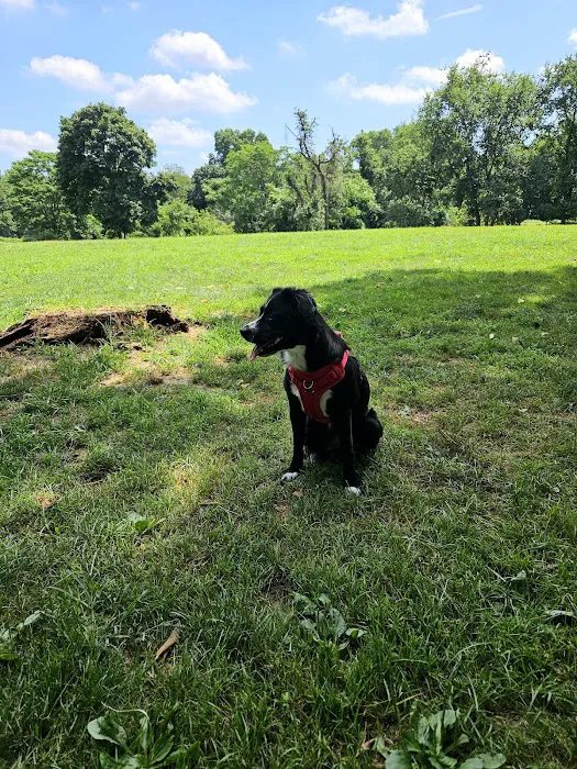 Paws Place Dog Park Picture 8