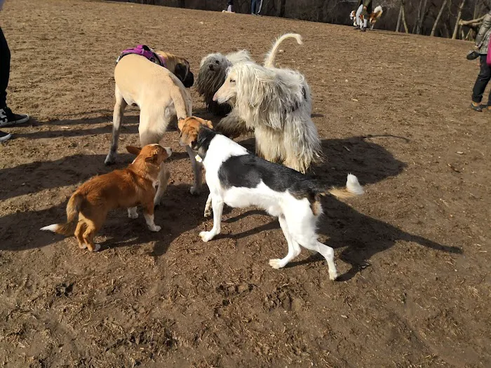 Paws Place Dog Park Picture 3
