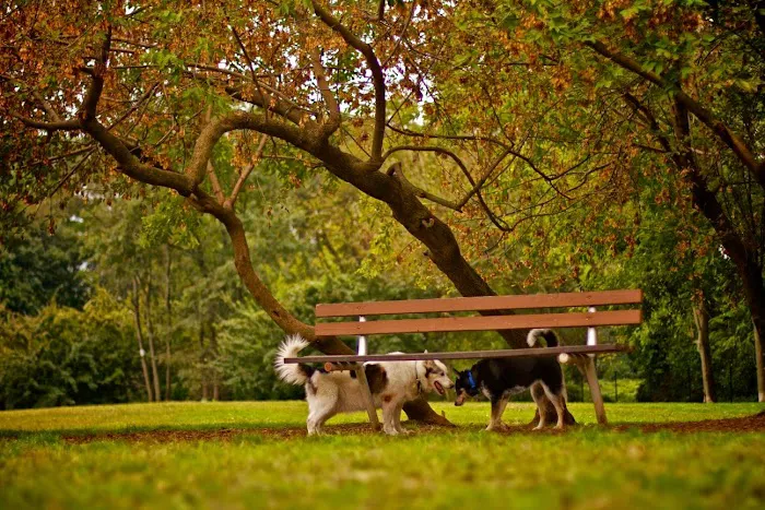Paws Place Dog Park Picture 1