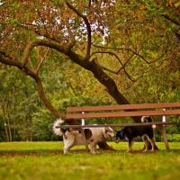 Paws Place Dog Park ico