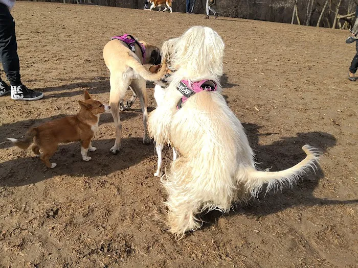 Paws Place Dog Park Picture 6