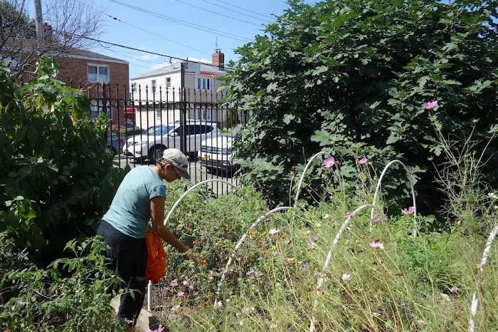 McIntosh Neighborhood Association Garden Picture 3