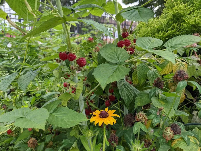 McIntosh Neighborhood Association Garden Picture 4