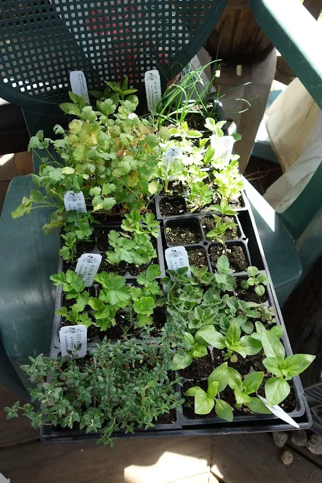 McIntosh Neighborhood Association Garden Picture 1
