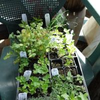 McIntosh Neighborhood Association Garden ico