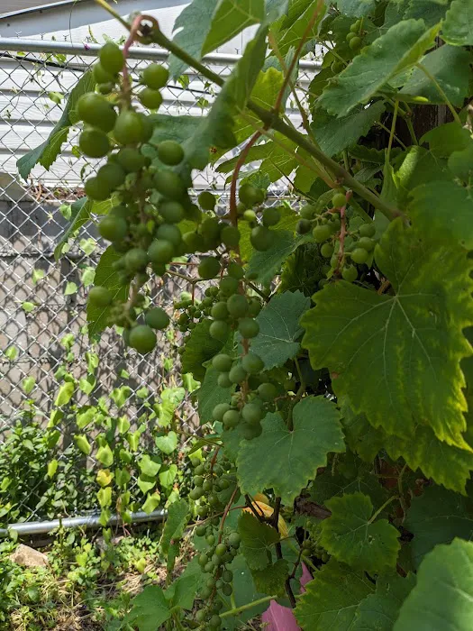 97th Street Community Garden Picture 2