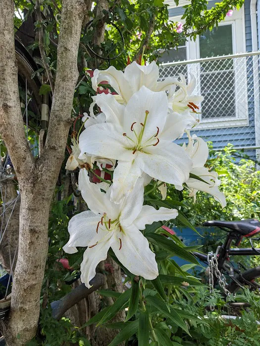 97th Street Community Garden Picture 5