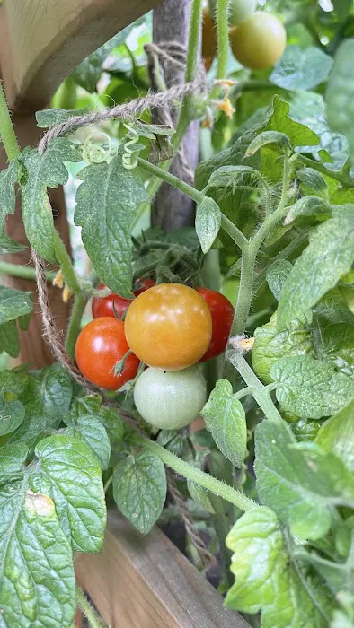 97th Street Community Garden Picture 6