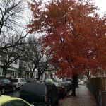 Jhelc of Ozone Park