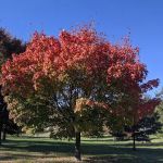 Belmont Playground