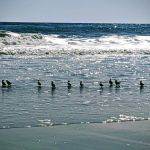 Amagansett National Wildlife Refuge