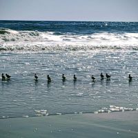 Amagansett National Wildlife Refuge ico