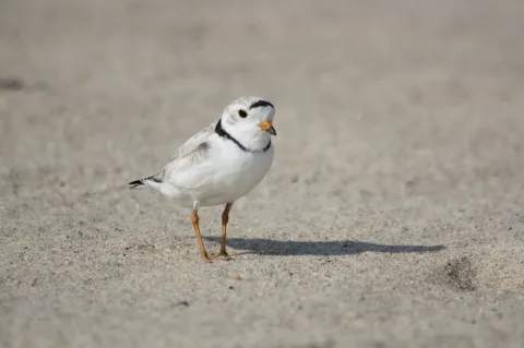 Amagansett National Wildlife Refuge Picture 4