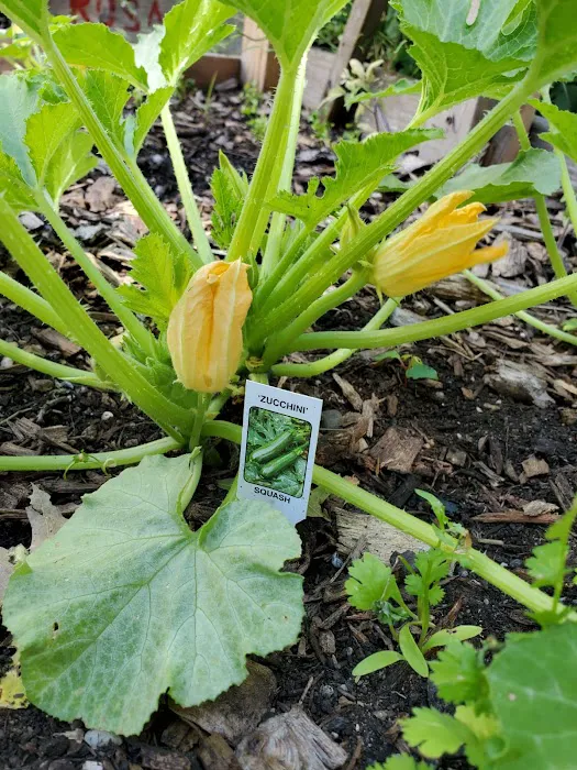 Chestnut Street Community Garden Picture 8