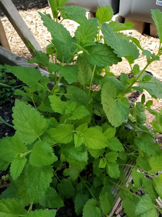 Chestnut Street Community Garden Picture 9