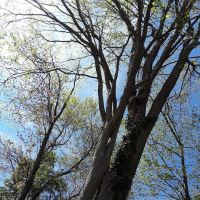 Frank Egan Memorial Park ico