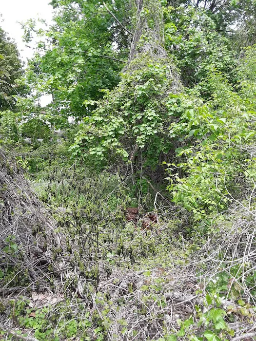 Leewood Park Picture 10