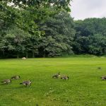 Van Cortlandt Park