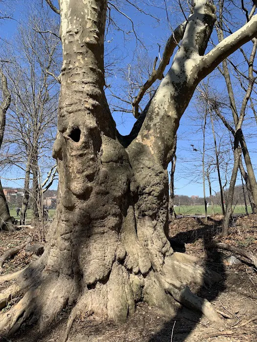 Van Cortlandt Park Alliance Picture 7