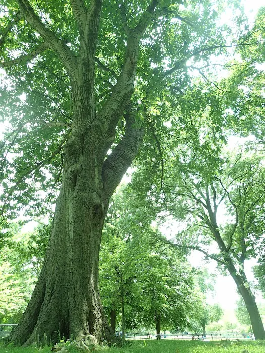 Memorial Grove Picture 10