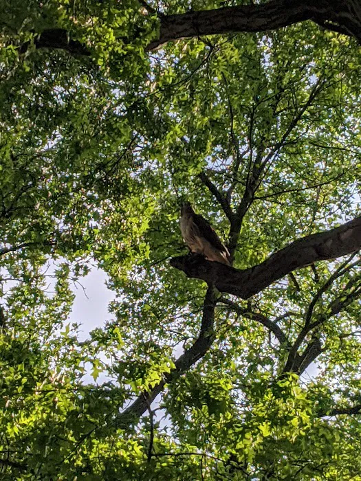 Van Cortlandt's Tail Picture 3
