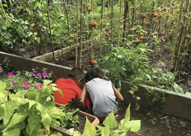 Clinton Avenue Community Garden Picture 1