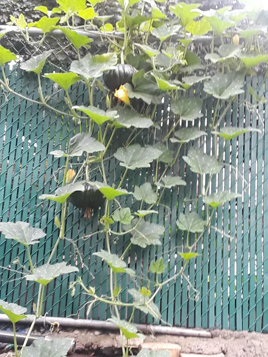 Miracle Garden Picture 9