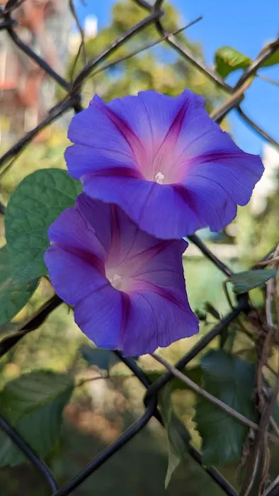 Miracle Garden Picture 2